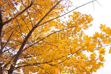 秋天 树木