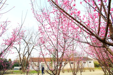 合肥工业大学校园春色