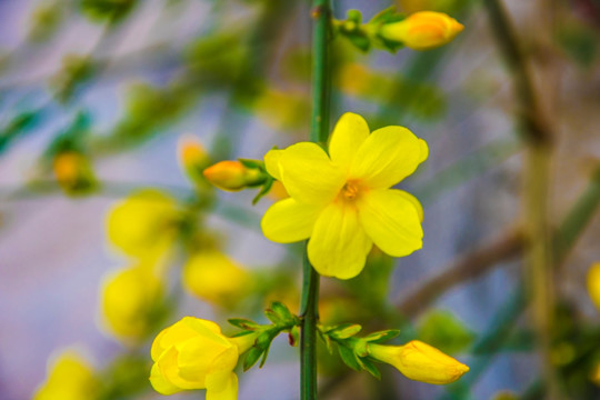 迎春花