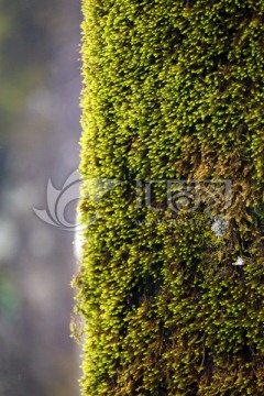 树干苔藓