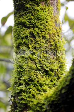 树干苔藓