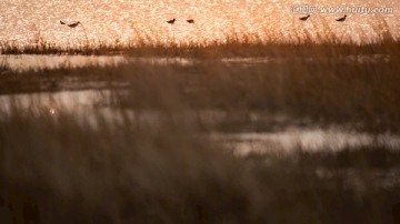 滩涂湿地水鸟