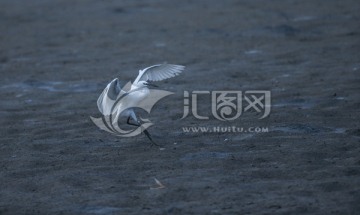 白鹭 湿地 白鹭鸟
