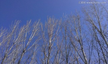 蓝色天空下的杨树