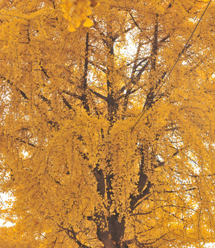 古银杏树   大树