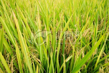 稻田 水稻 稻谷