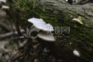 枯树上长蘑菇