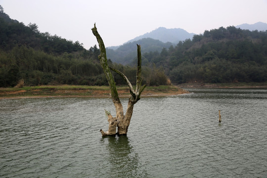 水中枯树