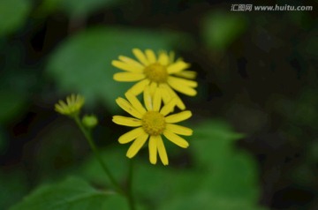 山菊花