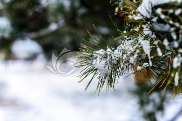 雪松