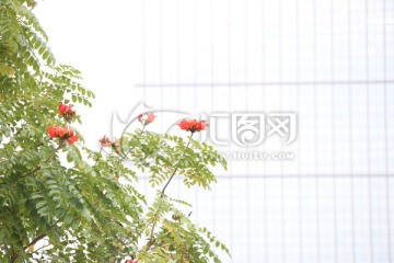 鲜花