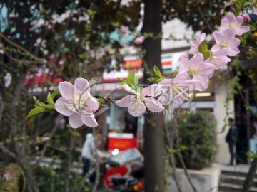 一串梨花挂枝头 粉色花瓣
