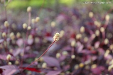 花 红叶