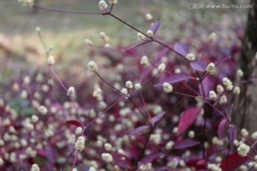 花 红叶