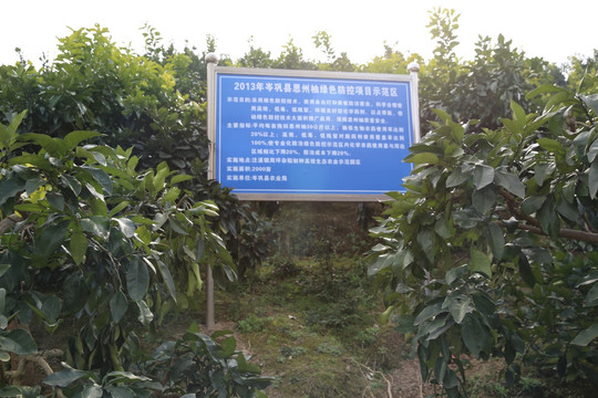 柚子树林