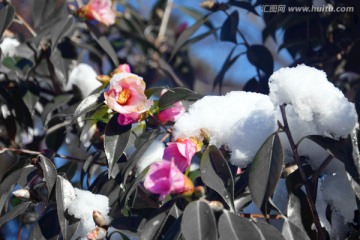 雪天的花朵