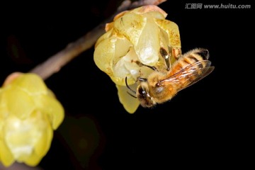蜜蜂和腊梅花