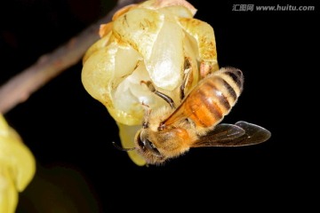 蜜蜂和黄色腊梅花