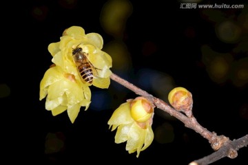 东方蜜蜂和腊梅花