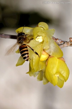 东方蜜蜂 腊梅花 微距