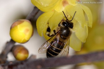 蜜蜂采蜜腊梅花 微距