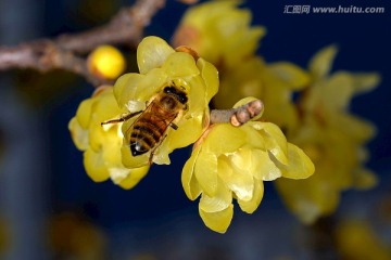 蜜蜂采蜜腊梅花 微距