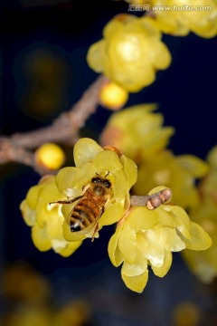 蜜蜂和腊梅花