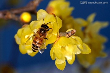 蜜蜂和黄色腊梅花