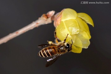 蜜蜂和腊梅花