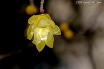 腊梅花花朵特写