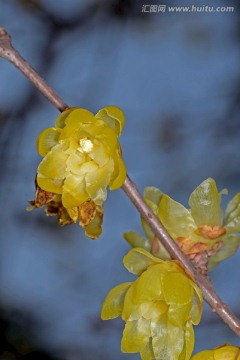 腊梅花花枝