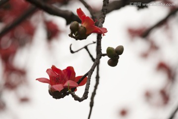 广州木棉花