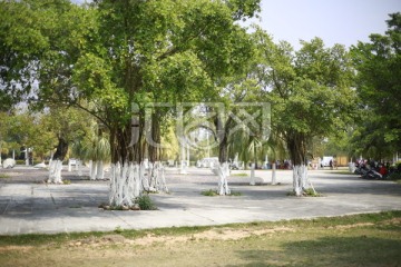 树木 公园景观