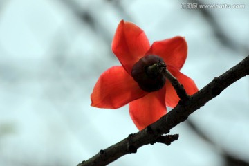 木棉花