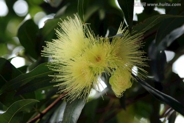 树花