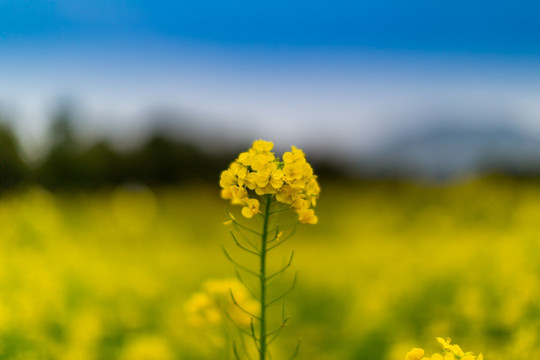 油菜花