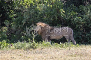 塞伦盖蒂国家公园 狮子