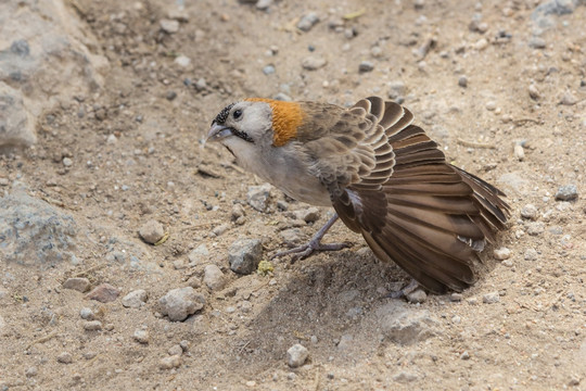 塞伦盖蒂国家公园 非洲的鸟