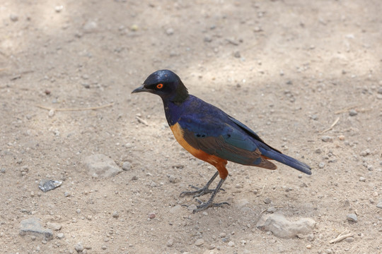 塞伦盖蒂国家公园 非洲的鸟