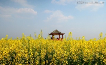 春天 油菜花 小亭 蓝天