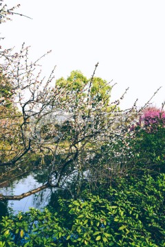 湖边的梅花