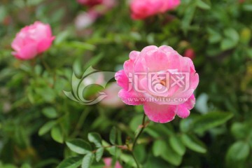 月季花