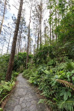 山间小路