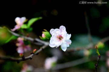 桃花特写