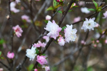 一串桃花