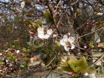 樱花与蜜蜂 两只小蜜蜂 采蜜