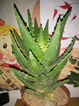 芦荟 盆栽