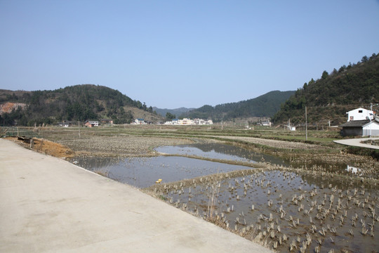 农村稻田