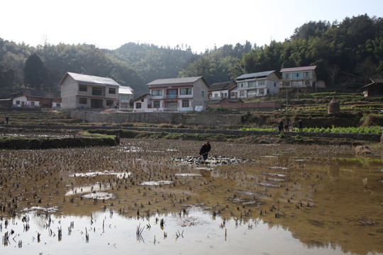 农村水田
