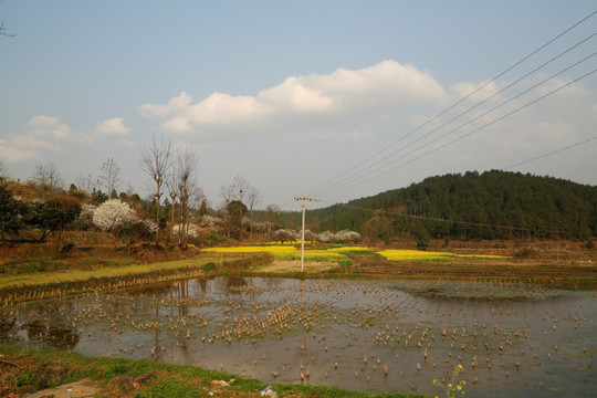 油菜花村寨倒影